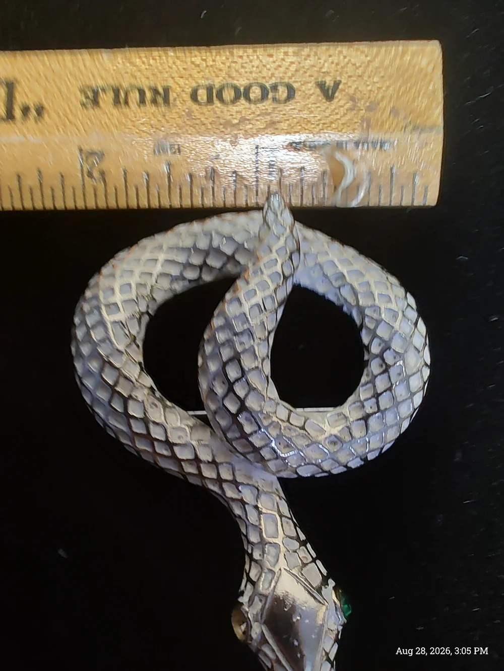 Source Unknown elegant snake